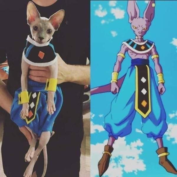 Does This Count Unknown Beerus 0