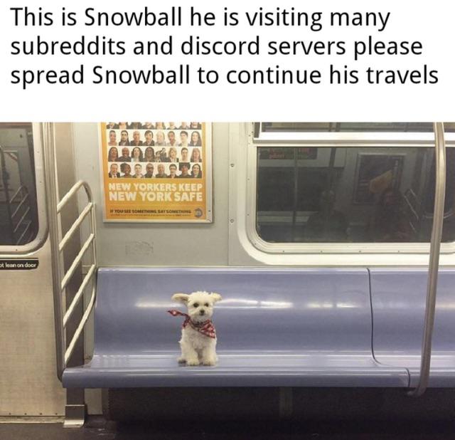 Snowball Just Ended Up In This Subreddit Isnt He Cool Who Sends Him To The Next Subreddi